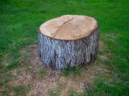 Best Tree Cabling and Bracing  in Farley, IA