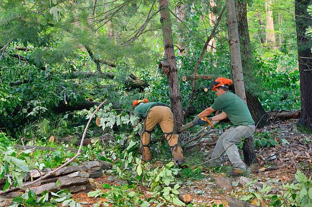 Best Tree Health Inspection  in Farley, IA